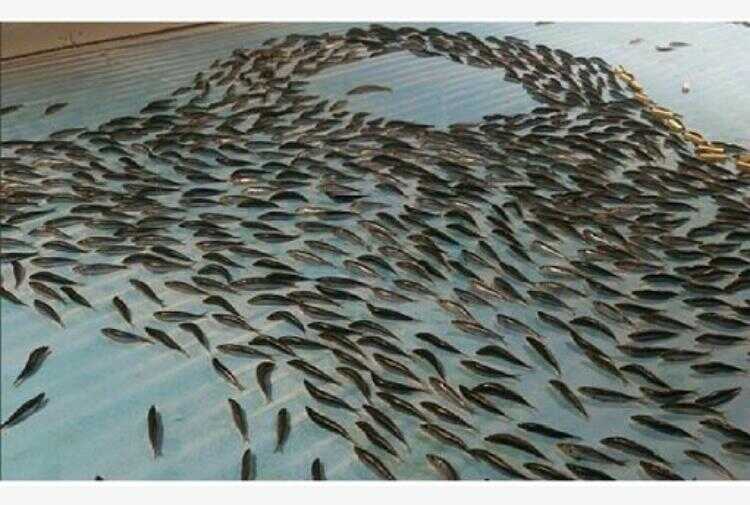 Pesci congelati sotto la pista di pattinaggio: piove la polemica