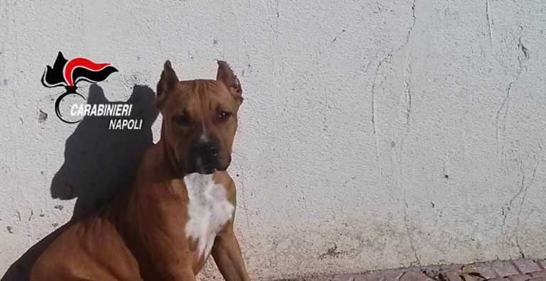 Animali maltrattati in costruzioni abusive: due denunce