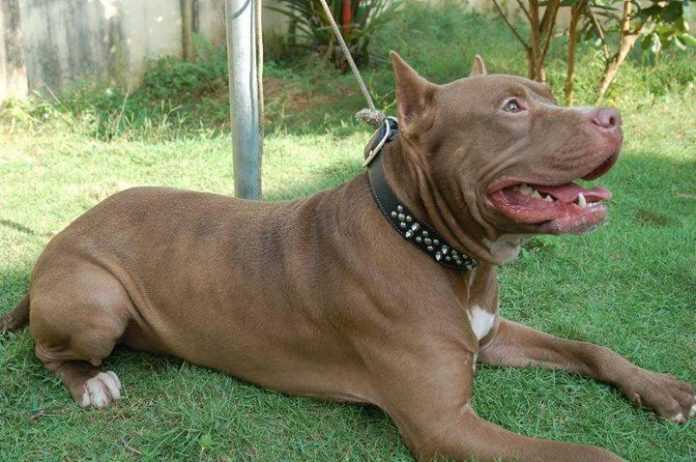 pitt-bull