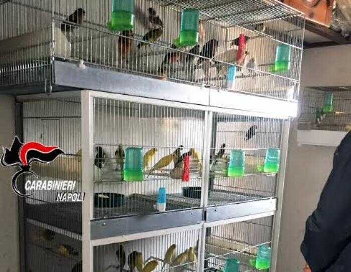 Torre del Greco, volatili di specie protette in gabbia: denunciato 56enne