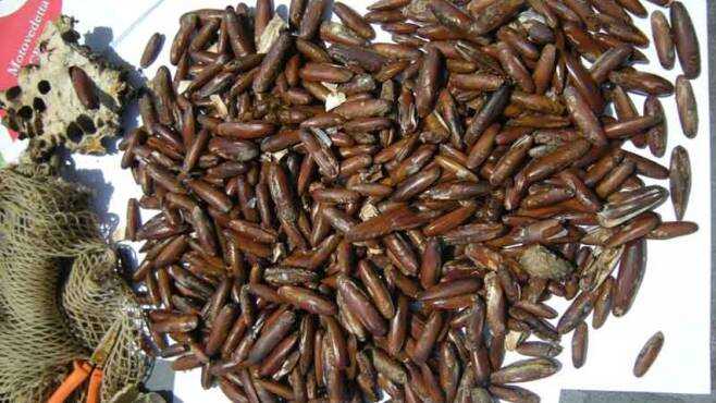 Sorpresi a pescare datteri di mare: denunciati in tre