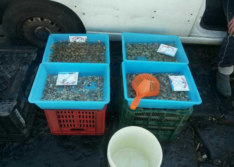 Abusivismo commerciale: ingente sequestro ad Ercolano di pesce e frutti di mare