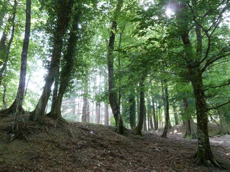 Si perdono tra i sentieri del Faito: tratti in salvo tre escursionisti