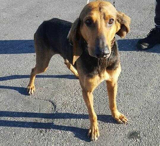 Un pomeriggio di un giorno da cani…