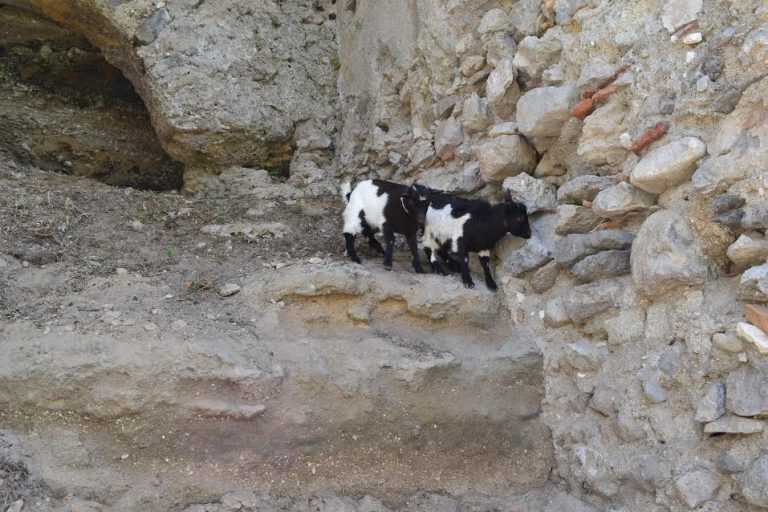 Pomigliano d’Arco – Sicurezza ambientale – i carabinieri scoprono una “fattoria” abusiva in una discarica – denunciati marito e moglie