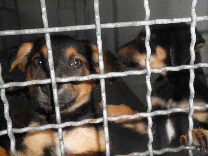 Cava de’ Tirreni, vietata la catena ai cani