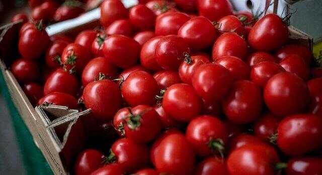 Pomodoro egiziano: i rischi del "dumping sanitario" secondo gli esperti