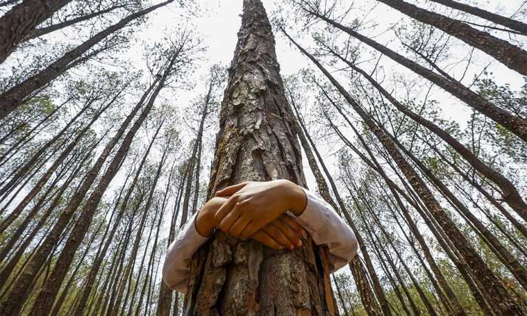 Comunità Montana Tanagro, forestali senza stipendio da quasi un anno. L’appello della Uil