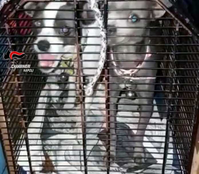 22.12.2017 - pincher