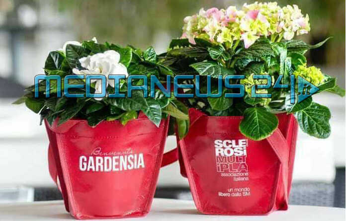 gardensia