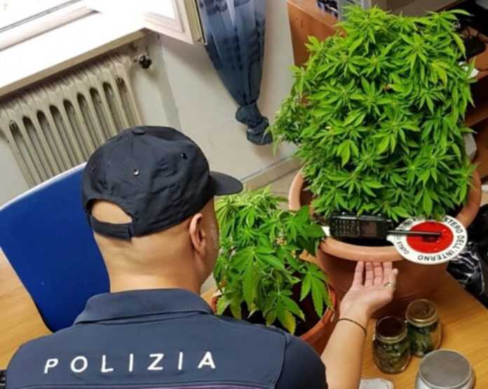 marijuana_ischia