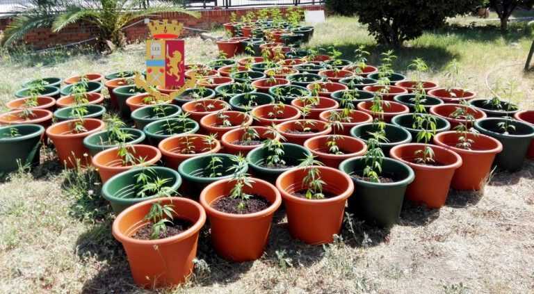 Coltivava marijuana in casa, arrestato Dipendente N.U.