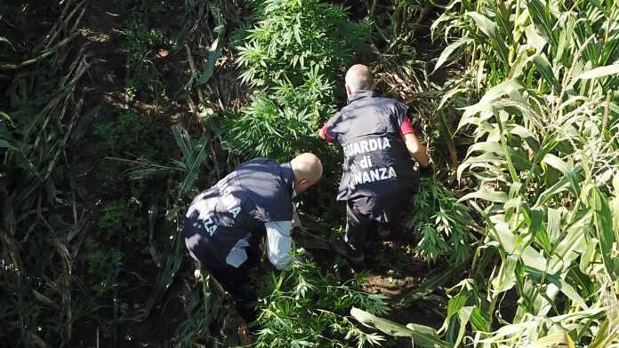 Marijuana tra grano Caserta 1