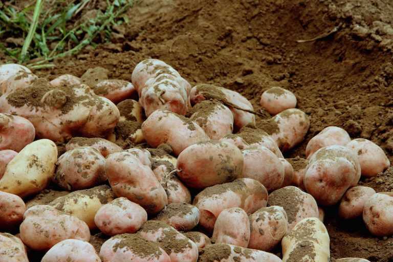 Benevento. Al via il Taburno experience, il rito della patata interrata