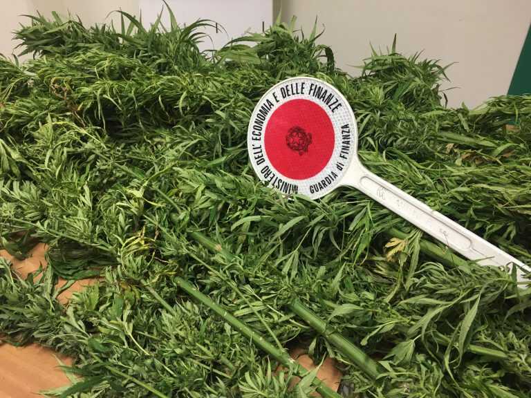 Salerno – Controlli ambientali – Sequestrata piante di cannabis