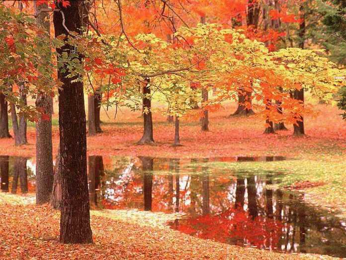 autunno-rosso