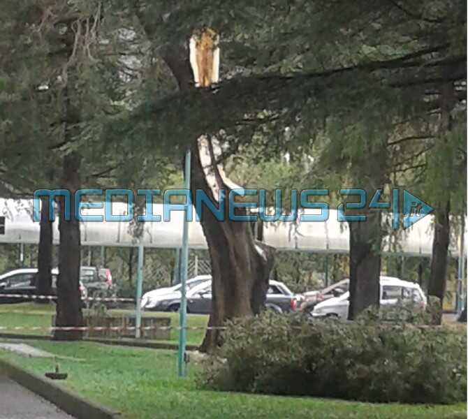 ramo caduto umberto I (1) (Copia)