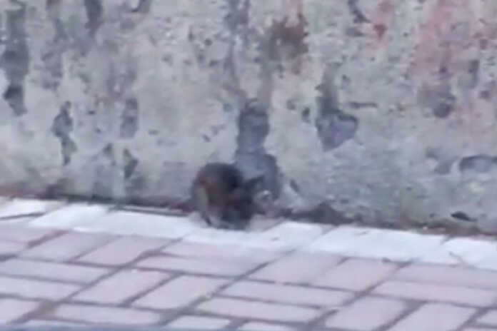 Angri. Ratto in giro per la città, il video diventa virale