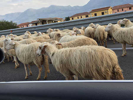 Avellino, sequestrate pecore “abusive”, prive di ogni identificazione