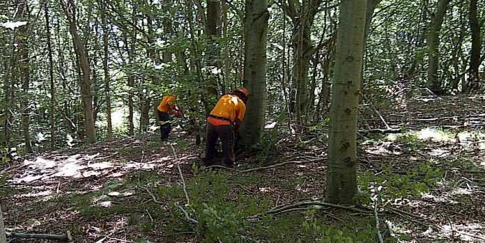 operai-forestali-e1544529633578