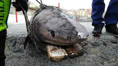 Squalo ritrovato a Portici