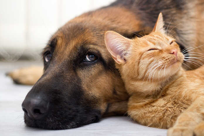 Napoli – Mostra d’Oltremare: Quattrozampe arriva in Fiera