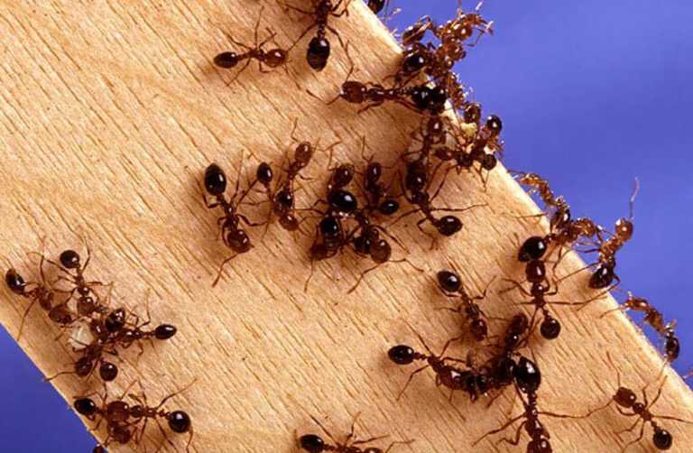 Le formiche d’oro di Palazzo Chigi