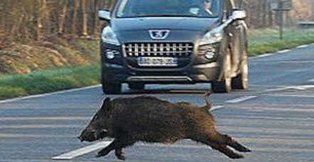 Quando il cinghiale non è bianco ma pericoloso lo stesso