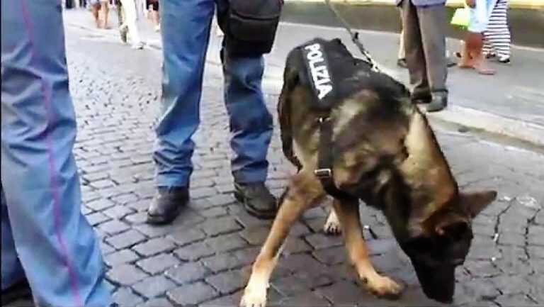 Nocera Inferiore, stavolta la droga la scova Kira