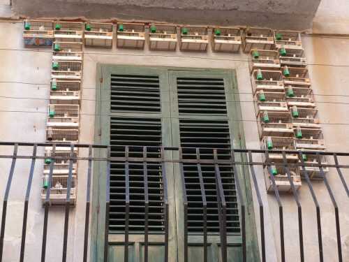 Torre del Greco: zoomafia e anti bracconaggio, i dettagli del blitz