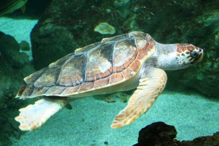 Meta di Sorrento: avvistata una tartaruga caretta caretta