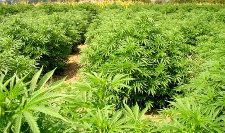 Castellammare – Scoperta coltivazione illegale di Marijuana