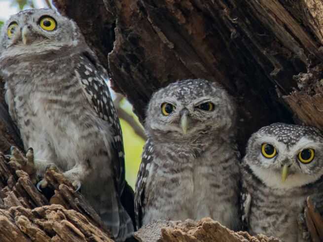 http___media.petsblog.it_5_5e7_civette