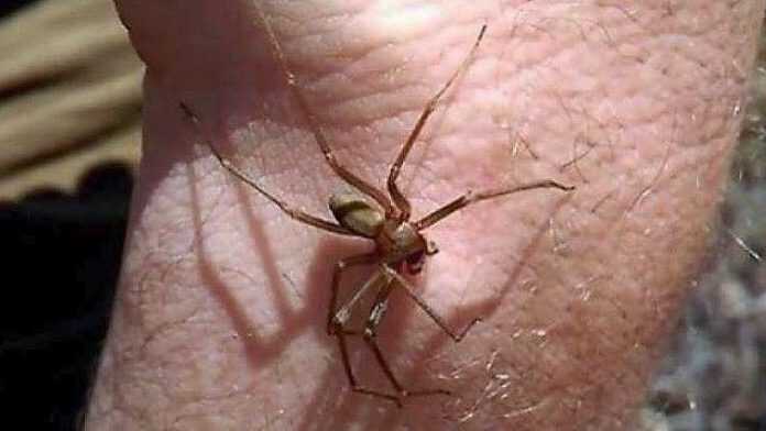 ragno-violino-1-752x491