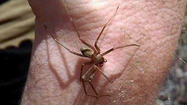 Torre del Greco, la psicosi del ragno violino, morsa un’insegnante