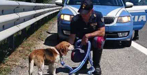 Cane abbandonato in autostrada, si cercano i padroni