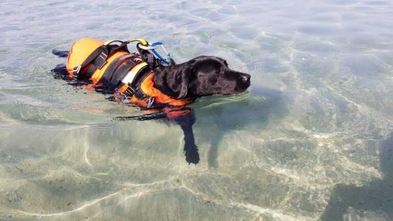 Palinuro, salvataggio di Flash, il cane eroe