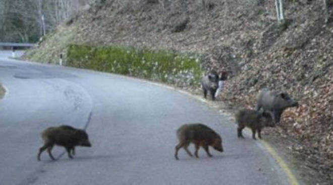 Cinghiali in strada, auto distrutte, nessun ferito