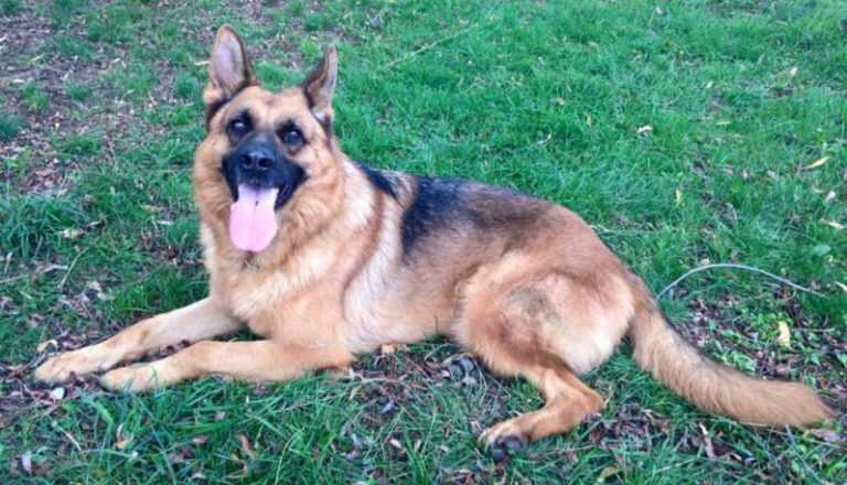 Morto Buk, il cane antidroga del reparto cinofilo di Avellino della Polizia Penitenziaria