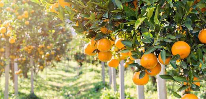 frutteto-990x470-c-696x337