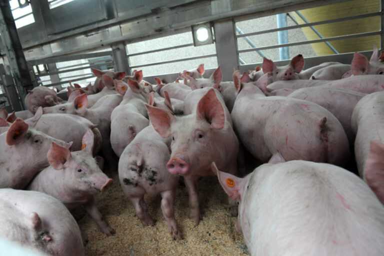 Suini da abbattere, arriva l’ordinanza