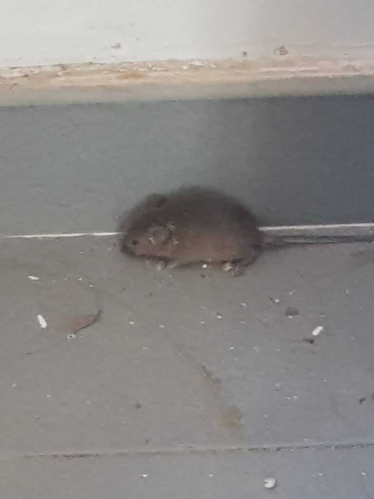 Boscoreale, video shock. Topi all’ufficio protocollo