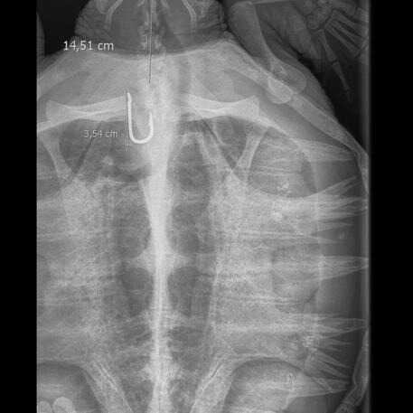 Napoli – La tartaruga “Greta” consegnata al C.T.M.