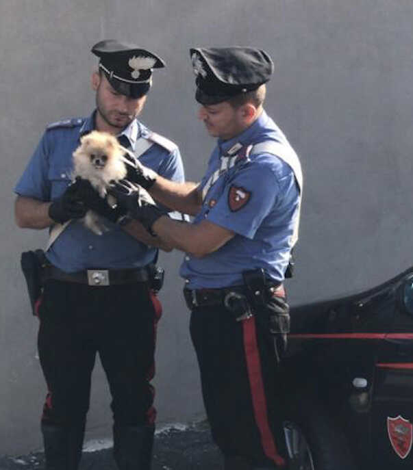 Ruba un cucciolo e lo nasconde in borsa, 39enne arrestata dai carabinieri