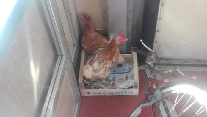 galline-circumvesuviana