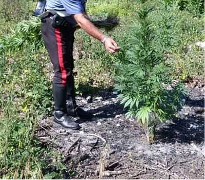 Lettere: carabinieri scoprono 56 piante di cannabis