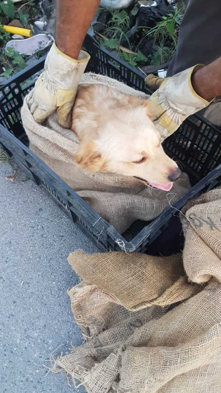 Scafati – Legati e gettati via come rifiuti. Tre cani in fin di vita tratti in salvo