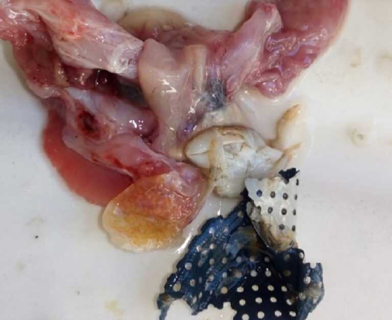 Capaccio – Pescatore pubblica su F.B. foto di pesce imbottito di plastica.