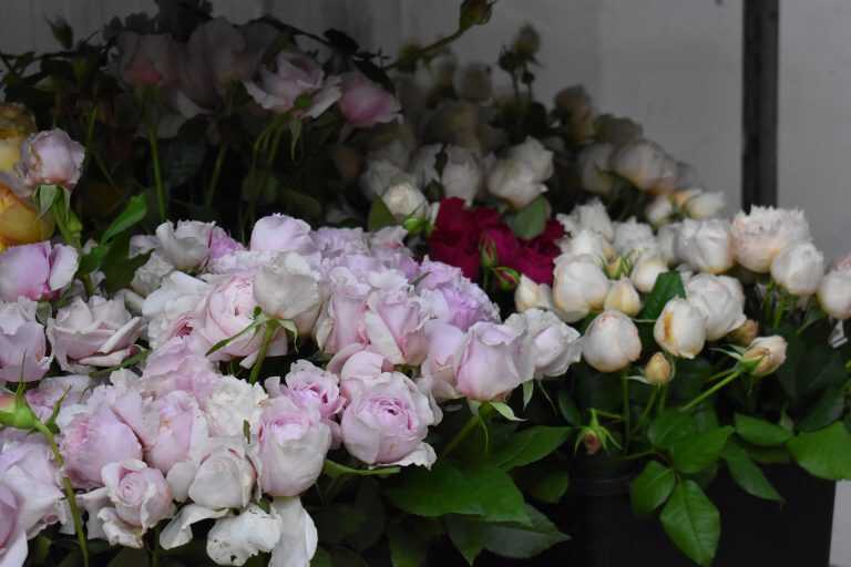 Fiori Made in Campania aumenta la produzione e il fatturato