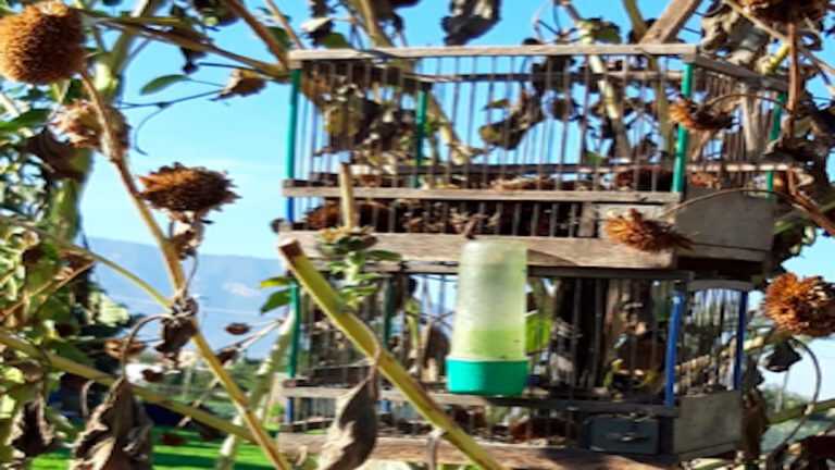 Scafati, stavolta si tratta di cardellini e non di canarini…